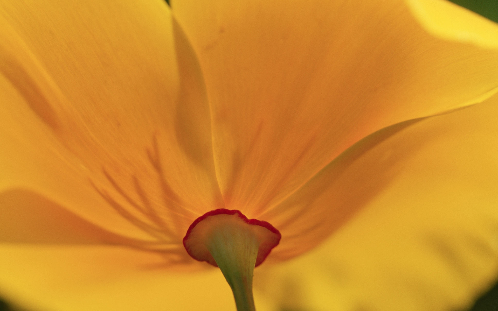 A photo of gold petals or a flower